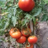 Rani kralj rajčice: recenzije, fotografije